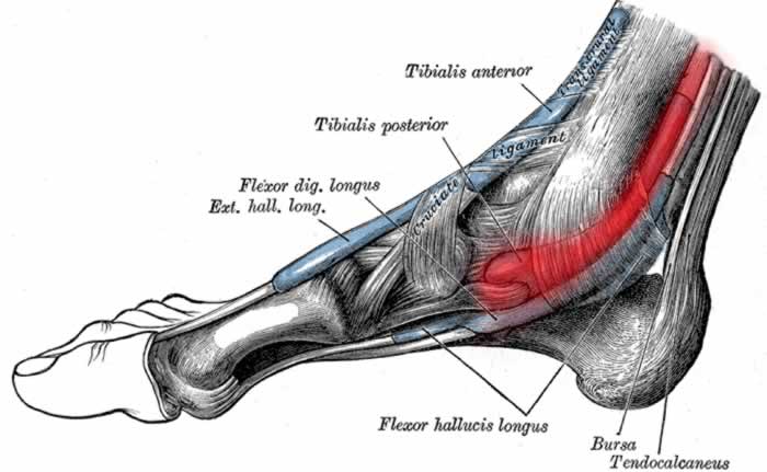 ayak bileği anatomisi